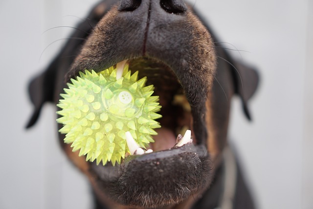 perro jugando pelota